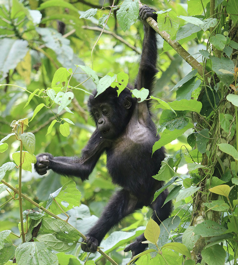 gorilla trekking