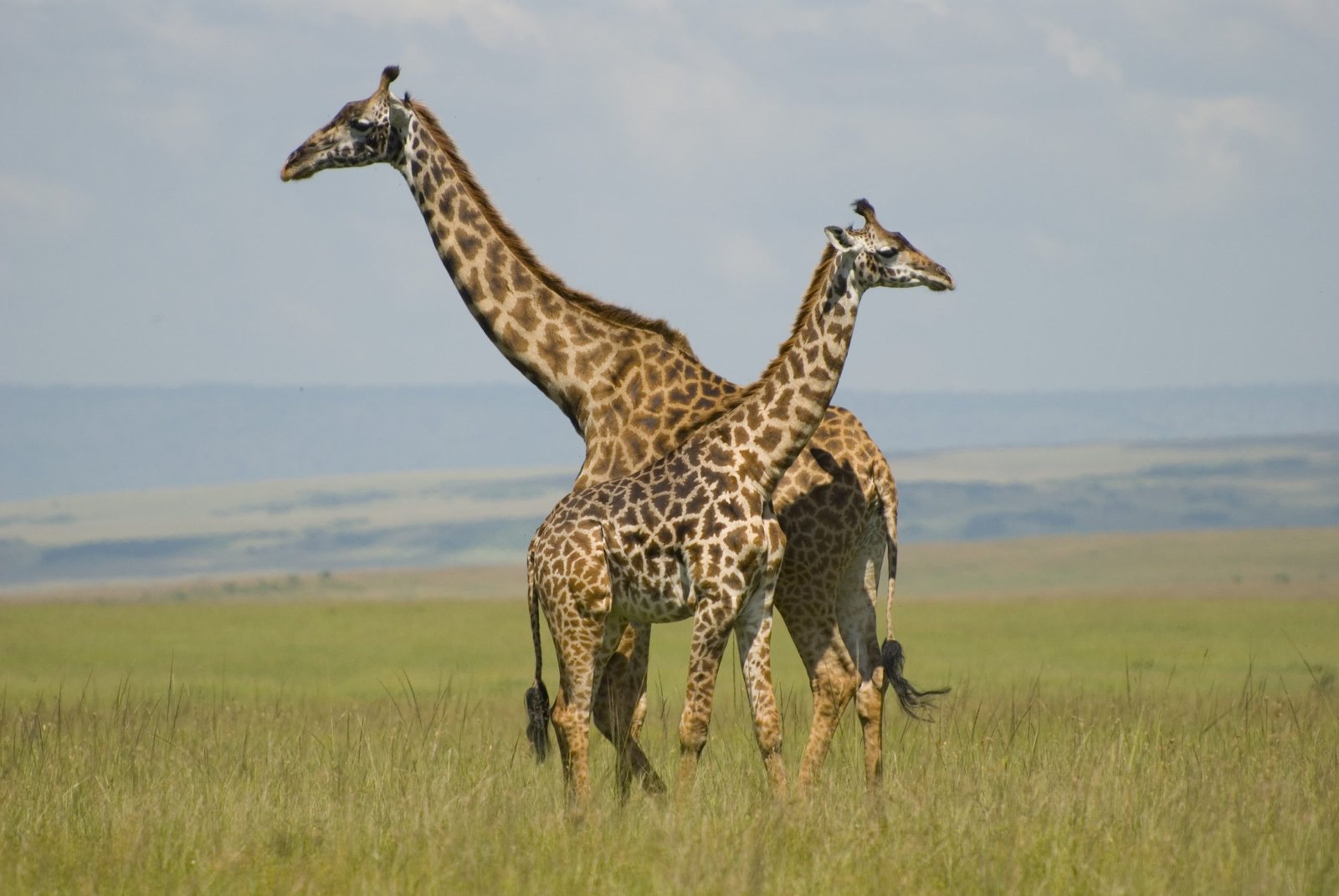 Masai Mara  National Park