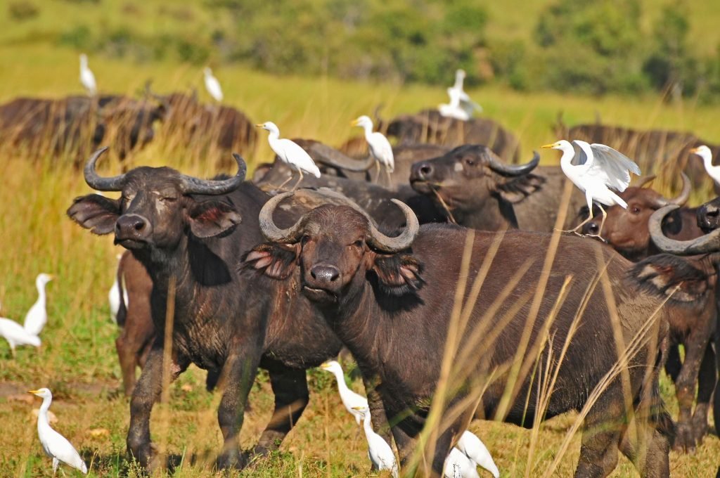 Akagera Game Lodge