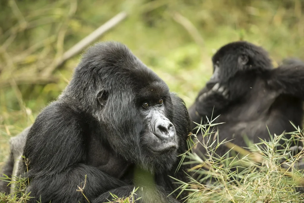 Bwindi Impenetrable Forest National Park
