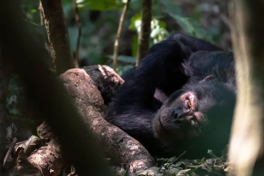 Kibale Forest Camp