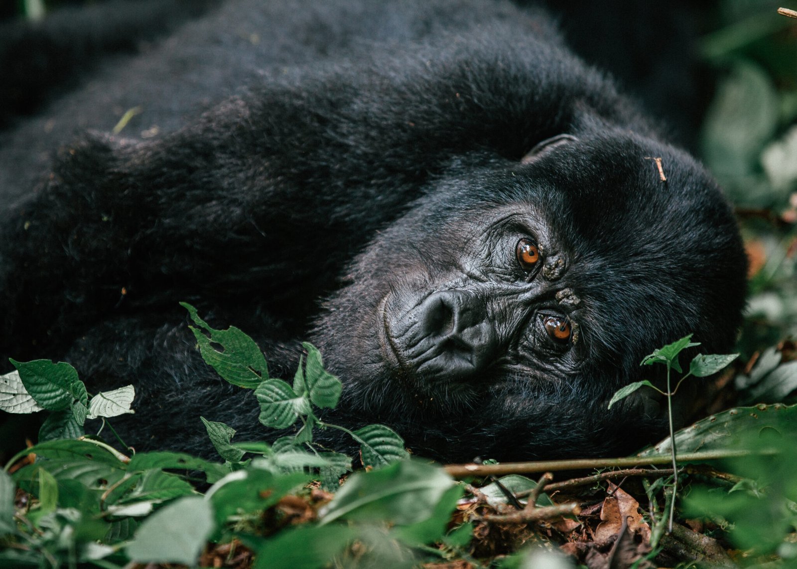 Uganda