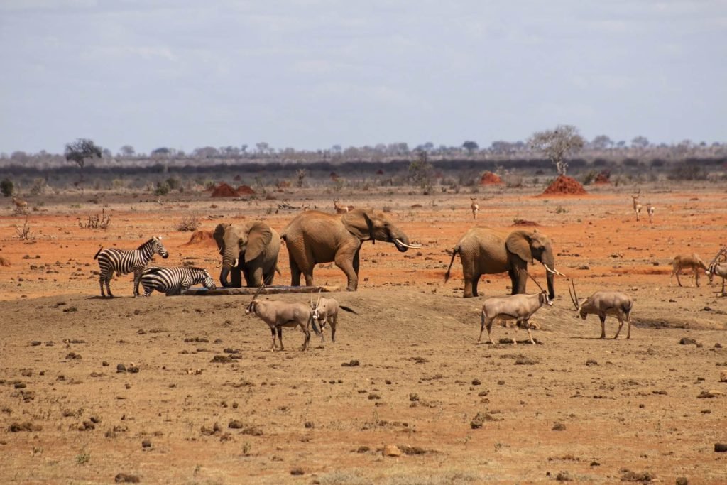 24 Days Kenya Expeditions