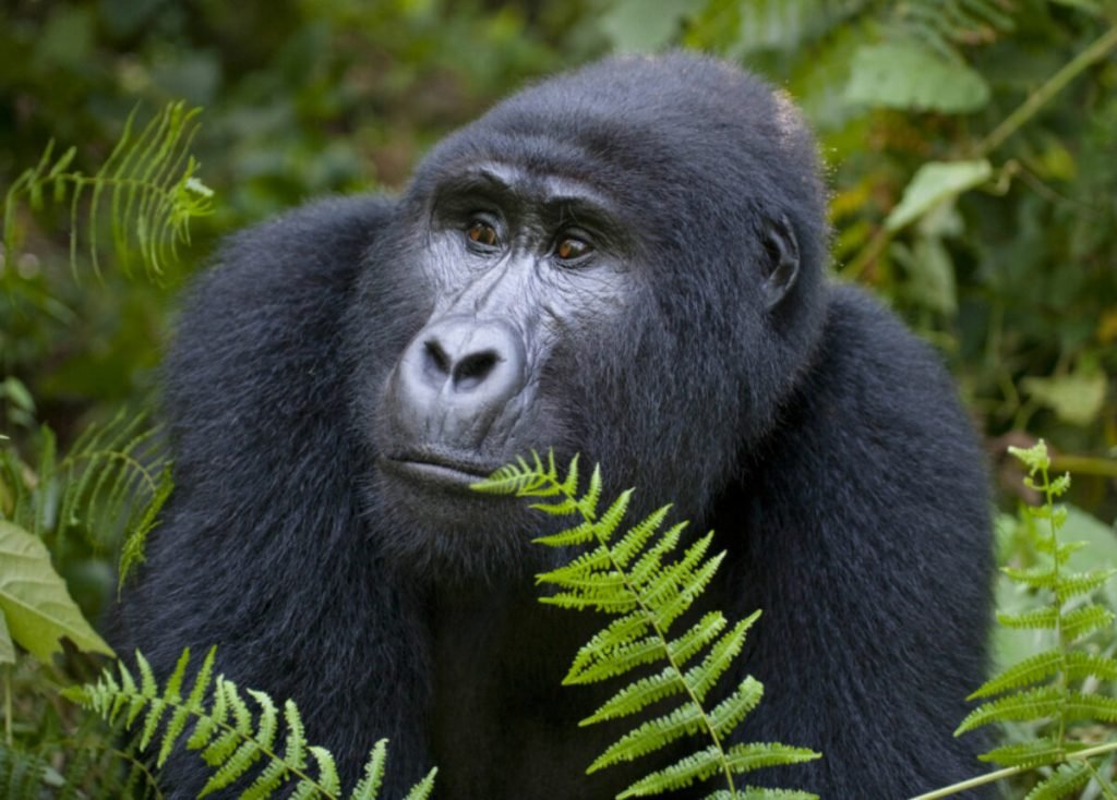 17 Days Primate Express