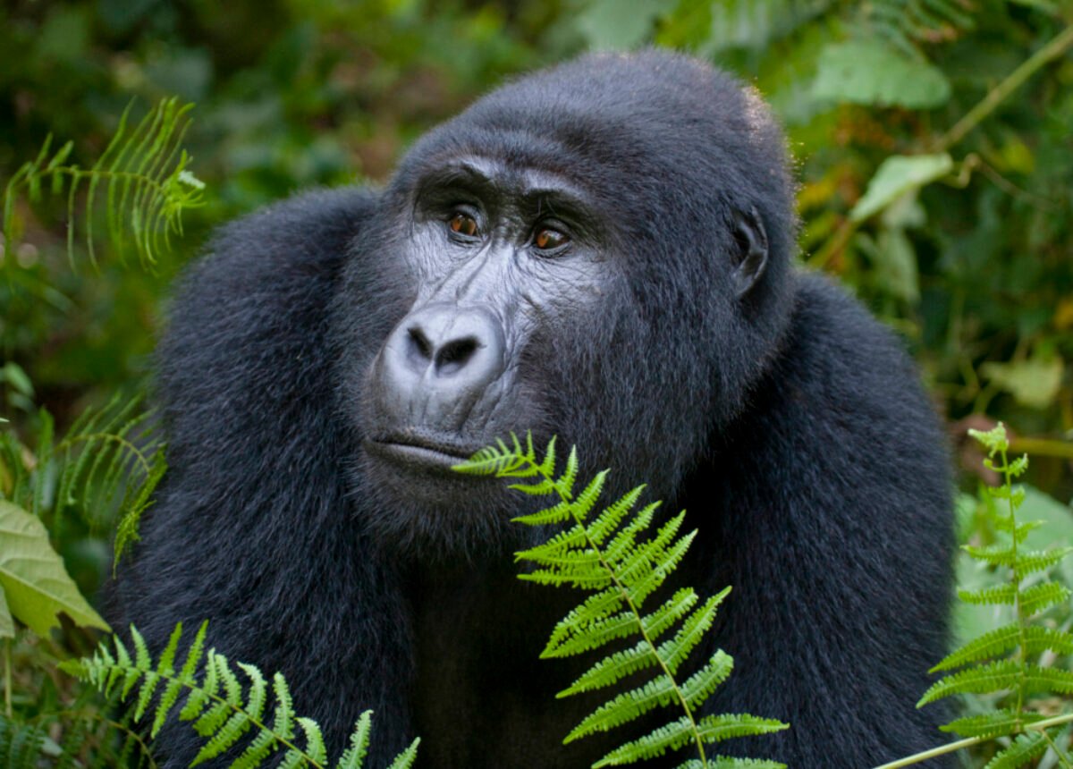 17 Days Primate Express