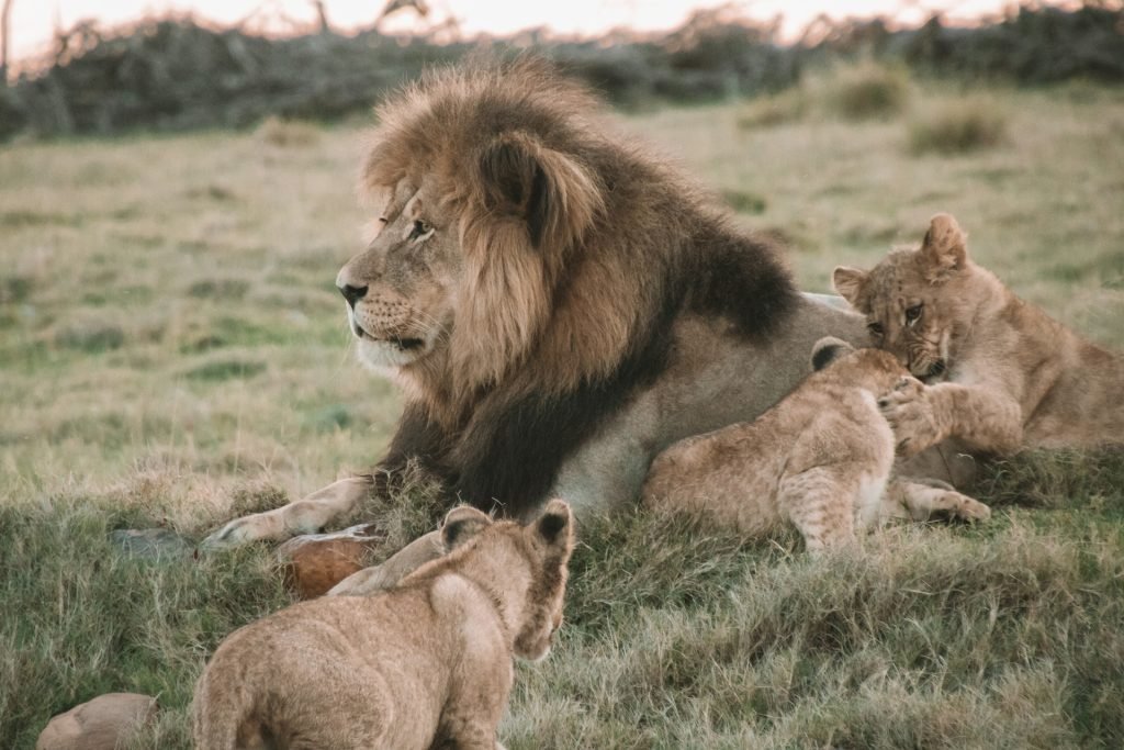 Serengeti Sopa Lodge