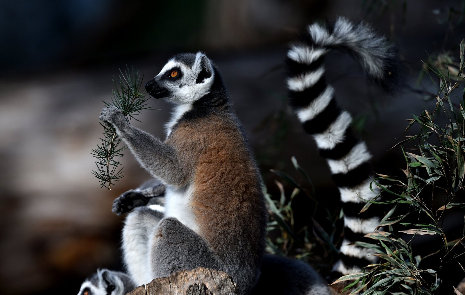 Madagascar 