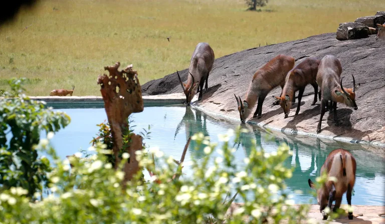 Apoka Safari Lodge