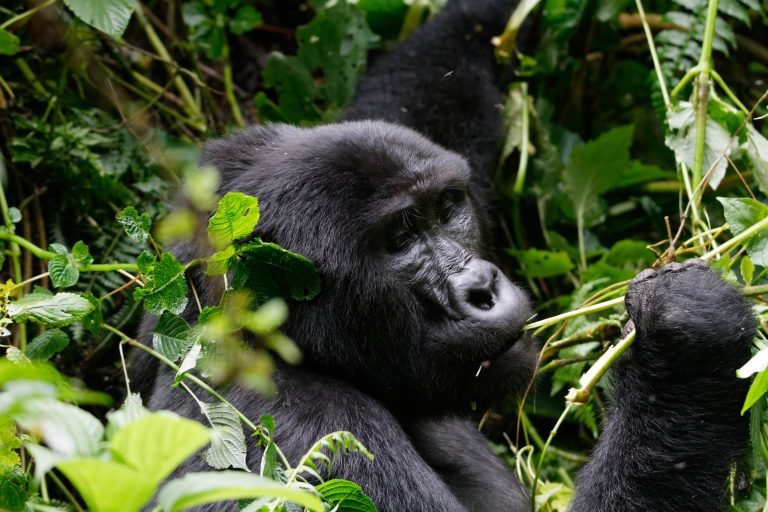 Gorilla Trekking