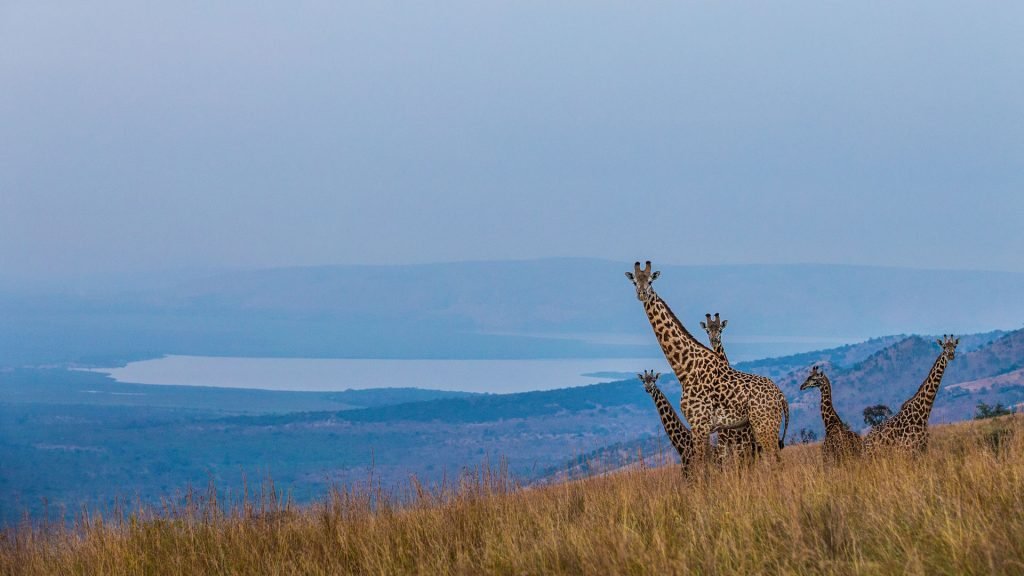 21 Days Primate & Wildlife Safari