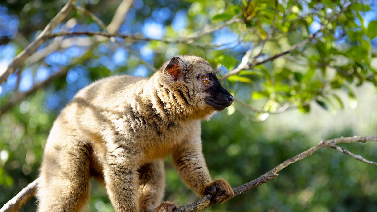 Andasibe National Park