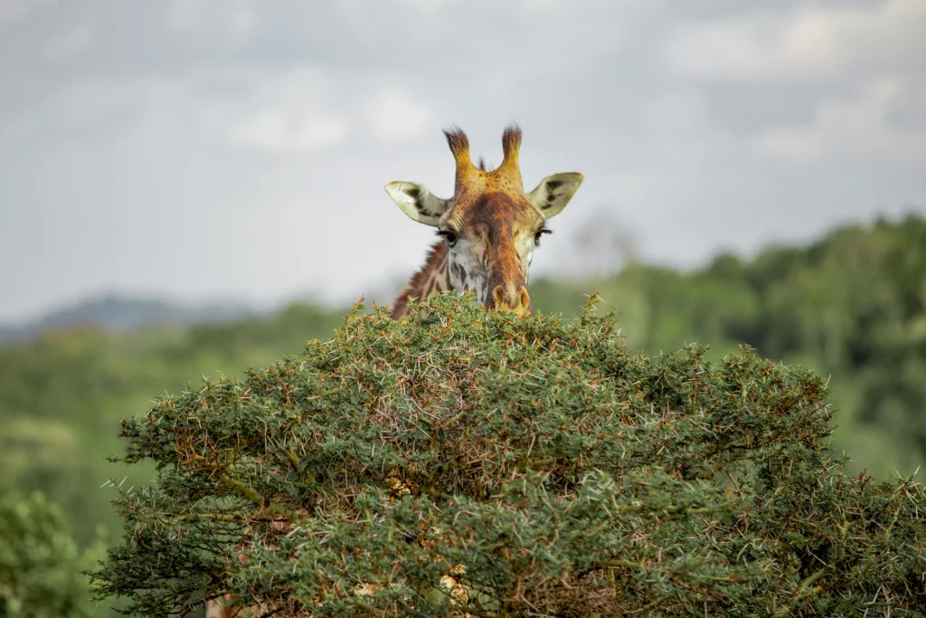Tanzania Wildebeest Migration