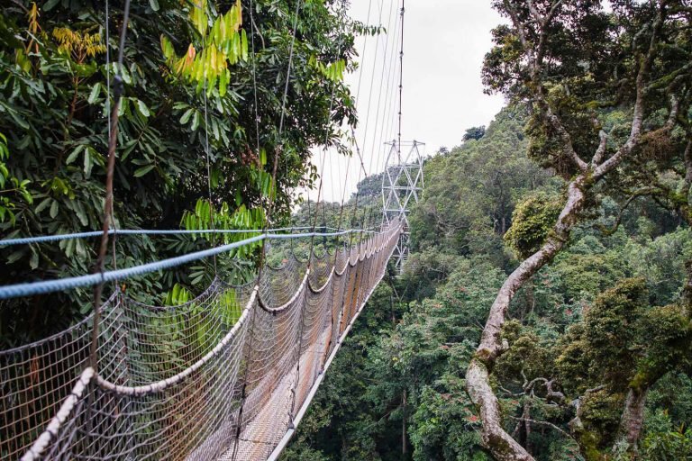 Canopy Walk