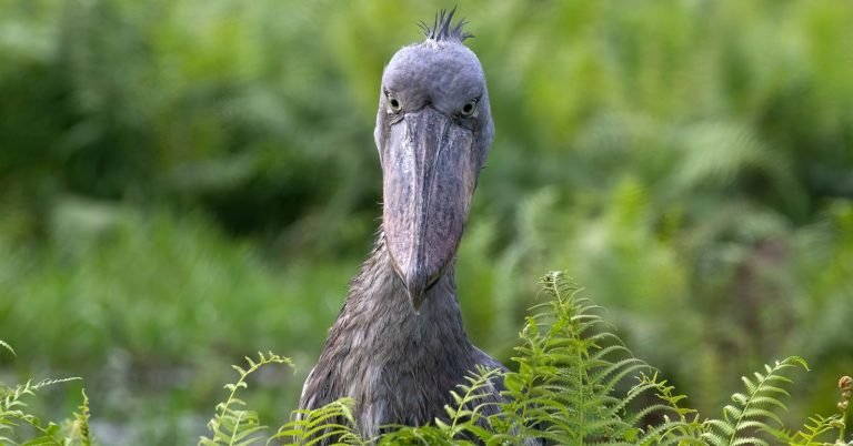 Birding