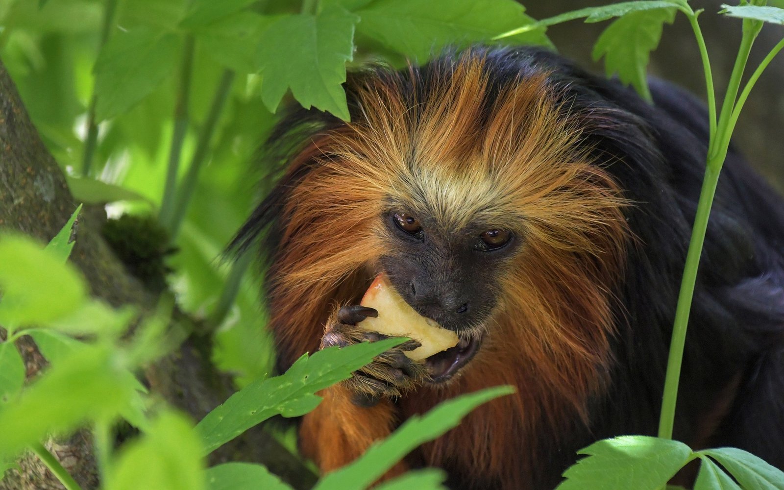 Mgahinga  National Park