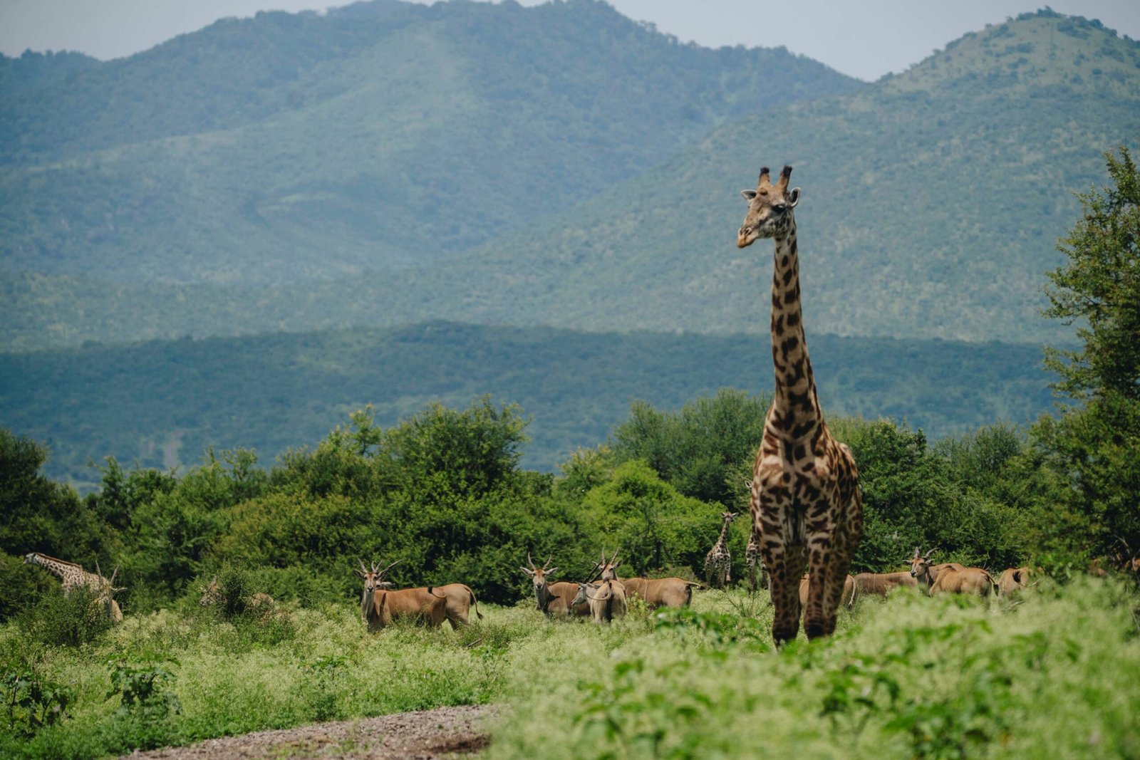Makuyuni Wildlife Park