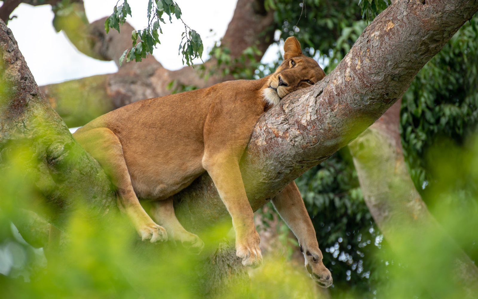 Queen Elizabeth National Park
