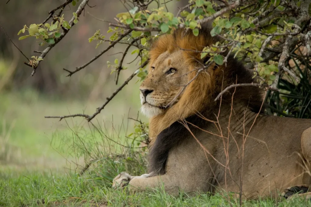 22 Days Uganda Rwanda Adventure Safari