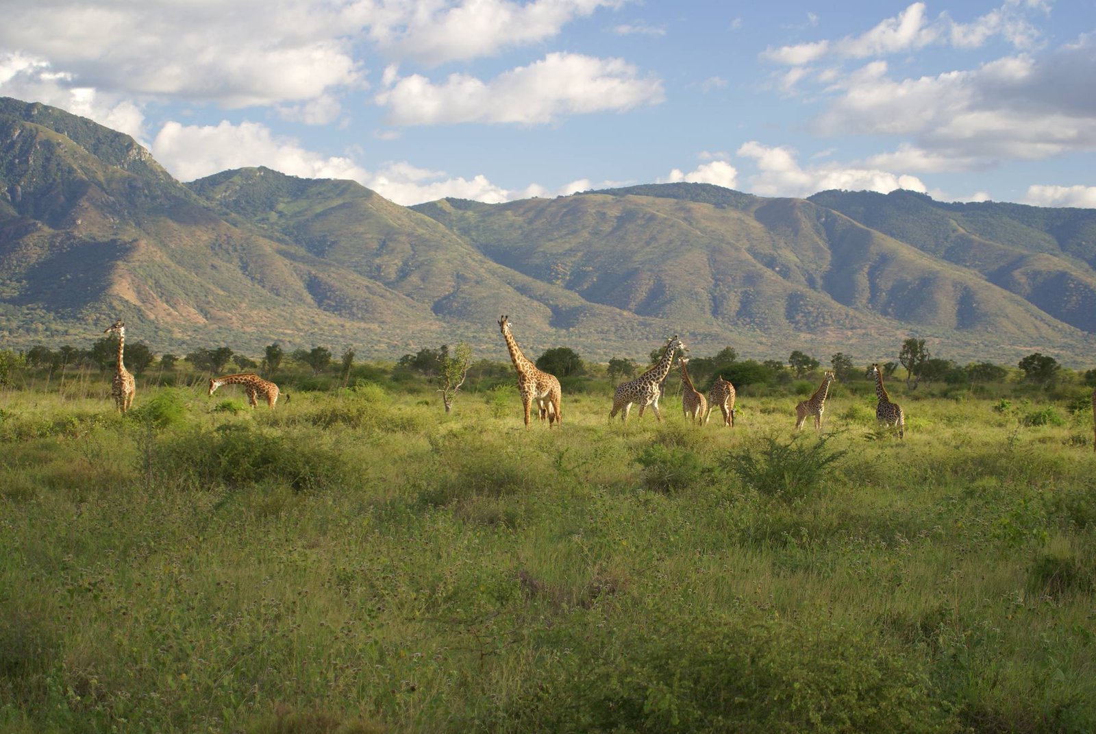 Mkomazi