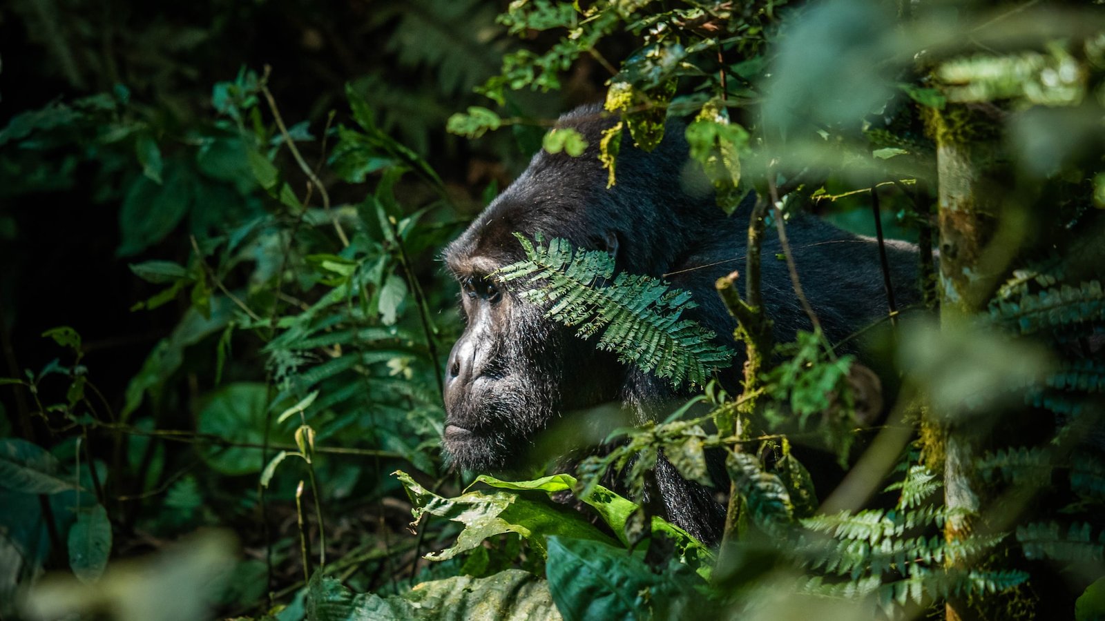 Bwindi Impenetrable National Park