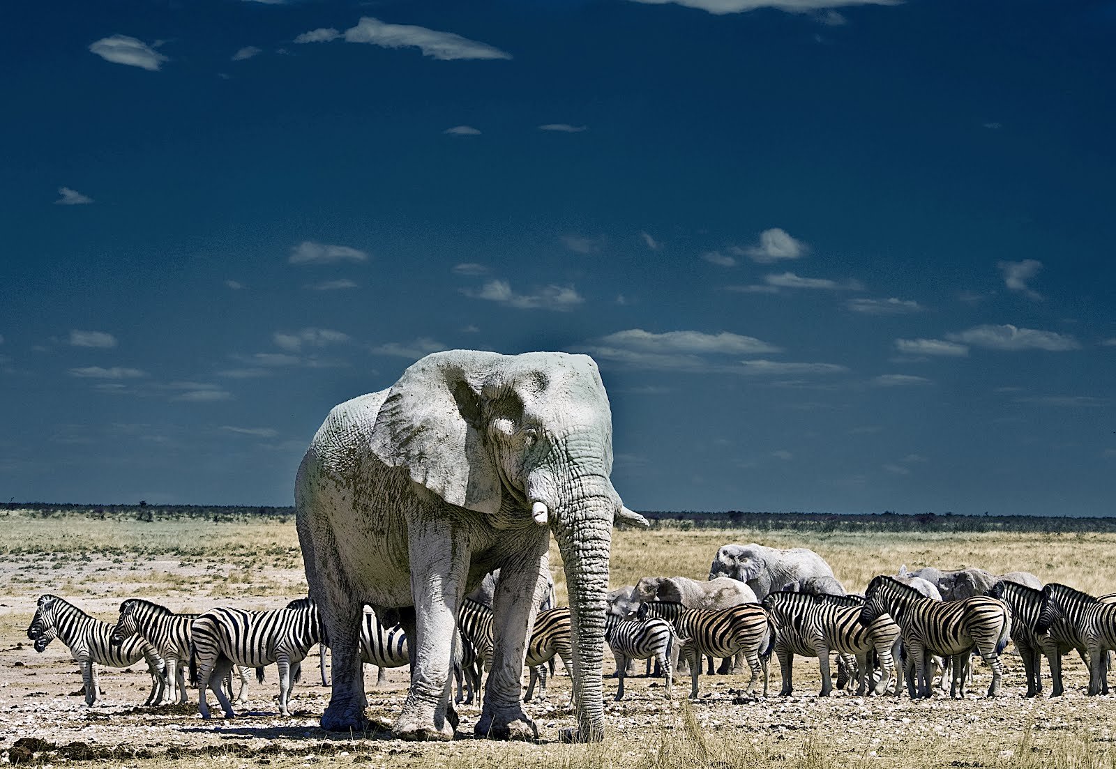 Etosha National Park