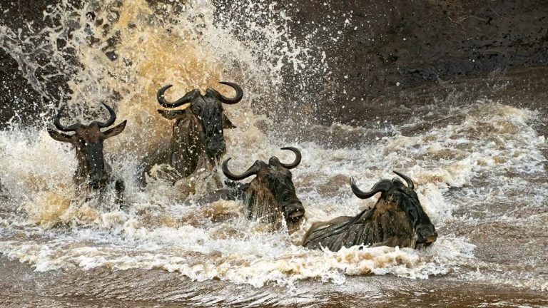 Wildebeest Sighting