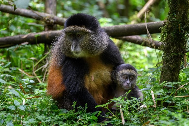 Golden Monkey Tracking