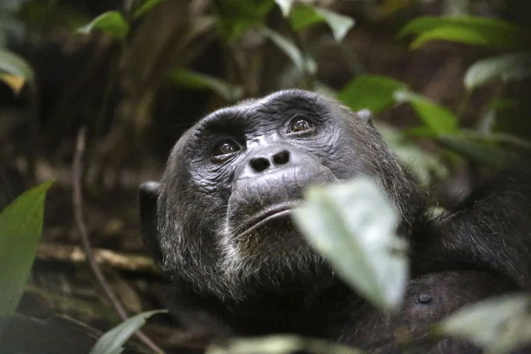 Chimpanzee Habituation