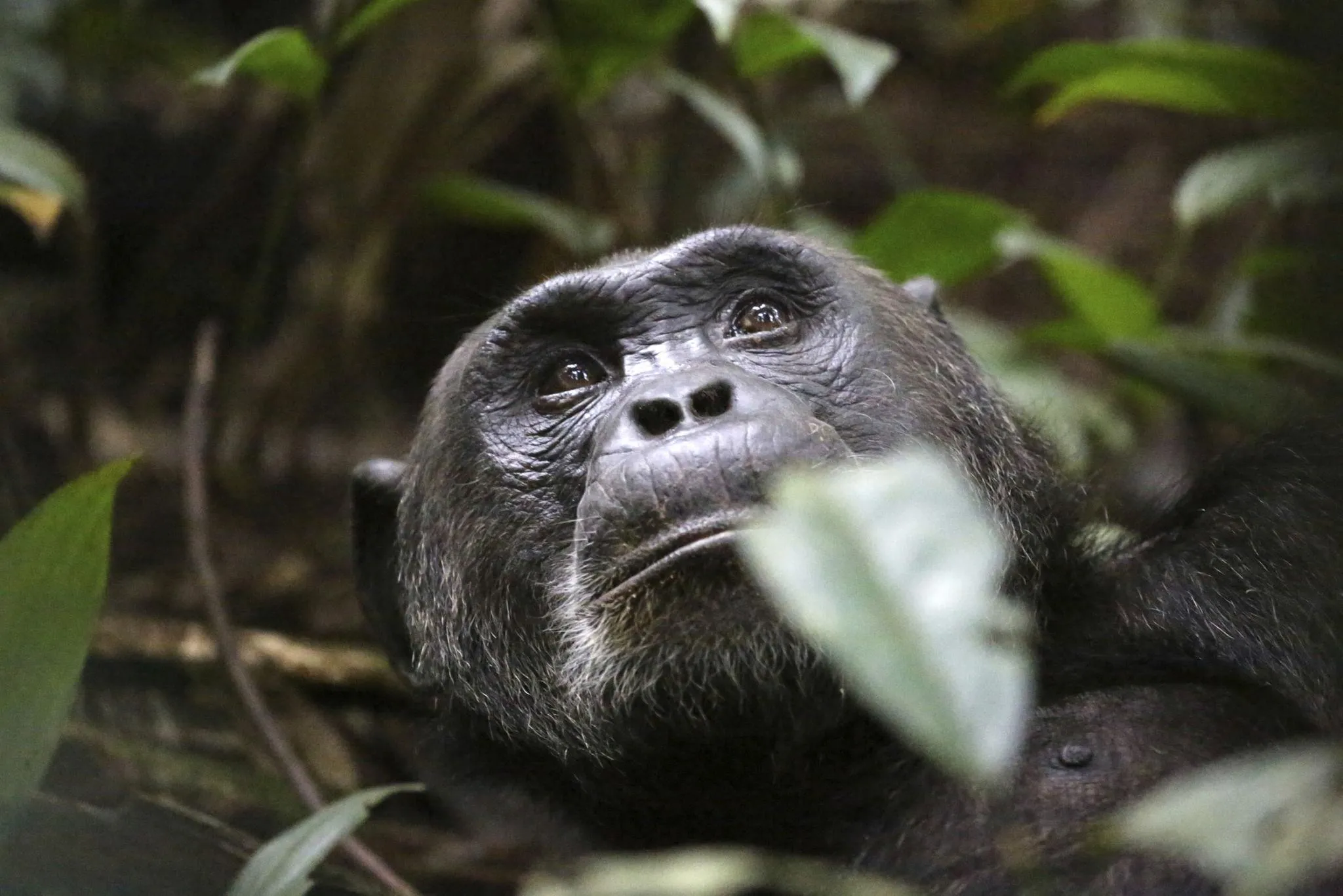 Kibale Forest  National Park