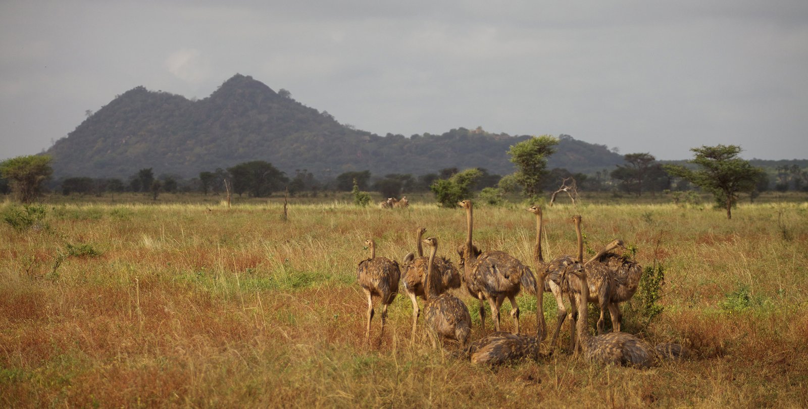 Meru National Park