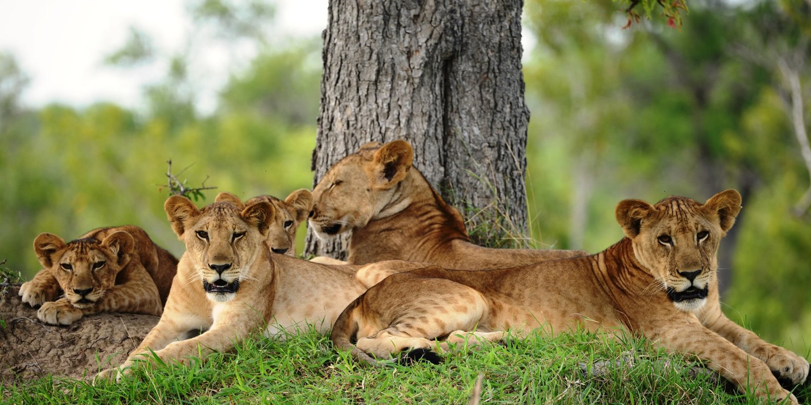 Nyerere National Park