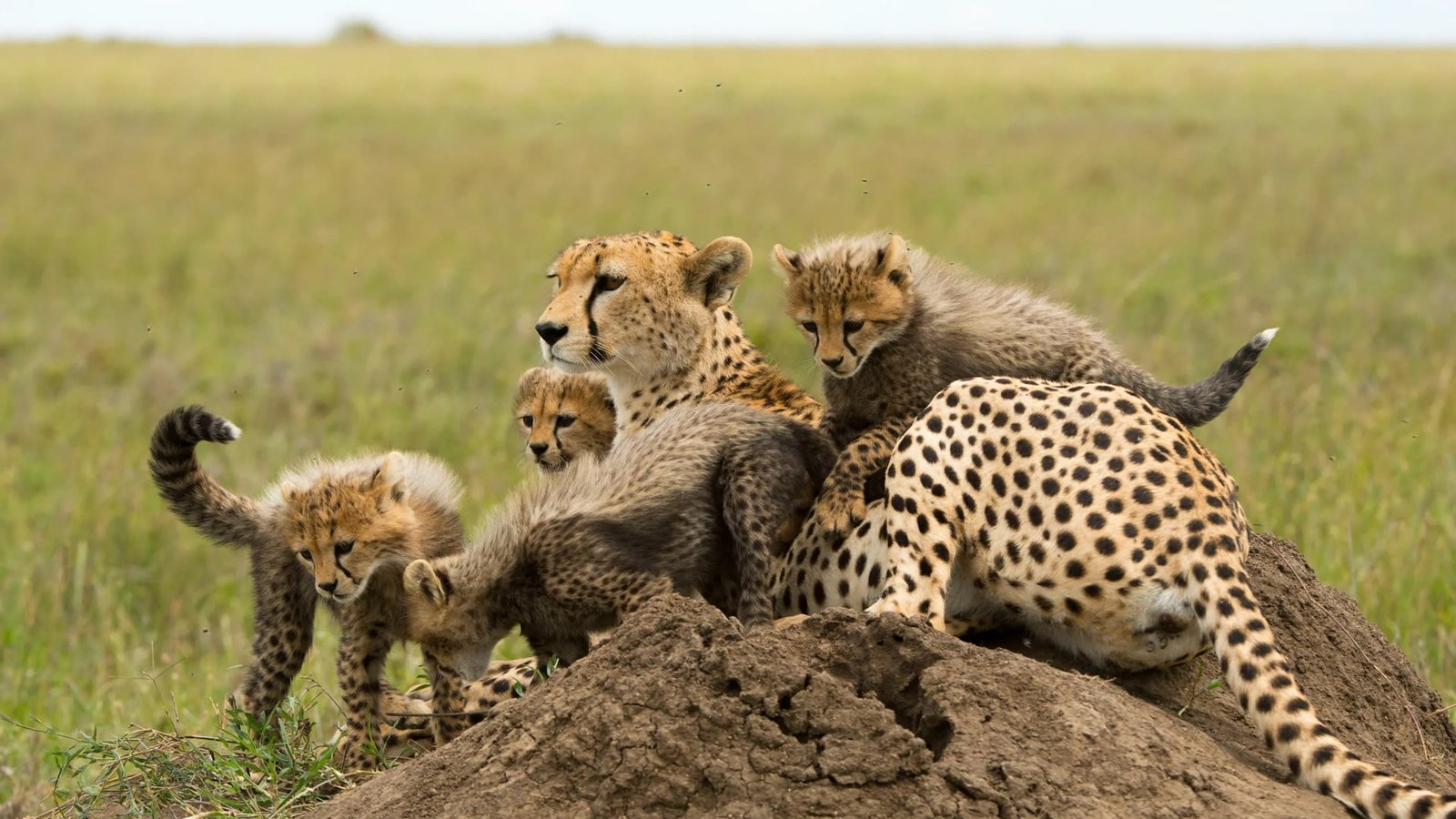 Katavi National Park