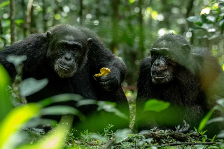 Chimpanzee Tracking