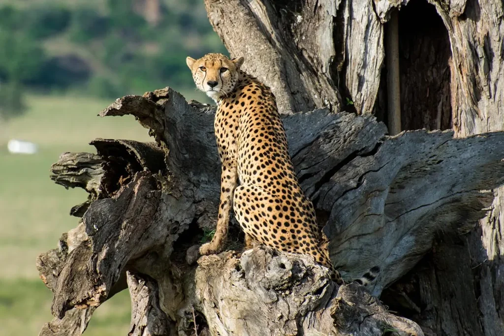 Apoka Safari Lodge