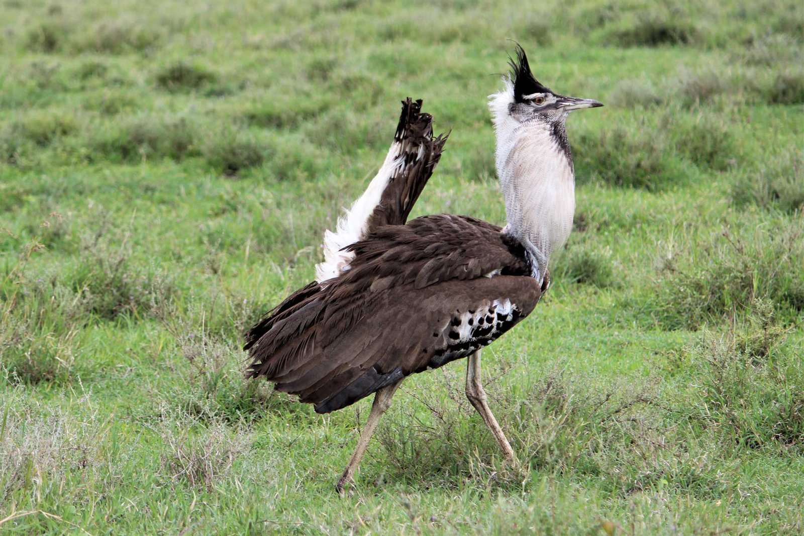 Kitulo National Park
