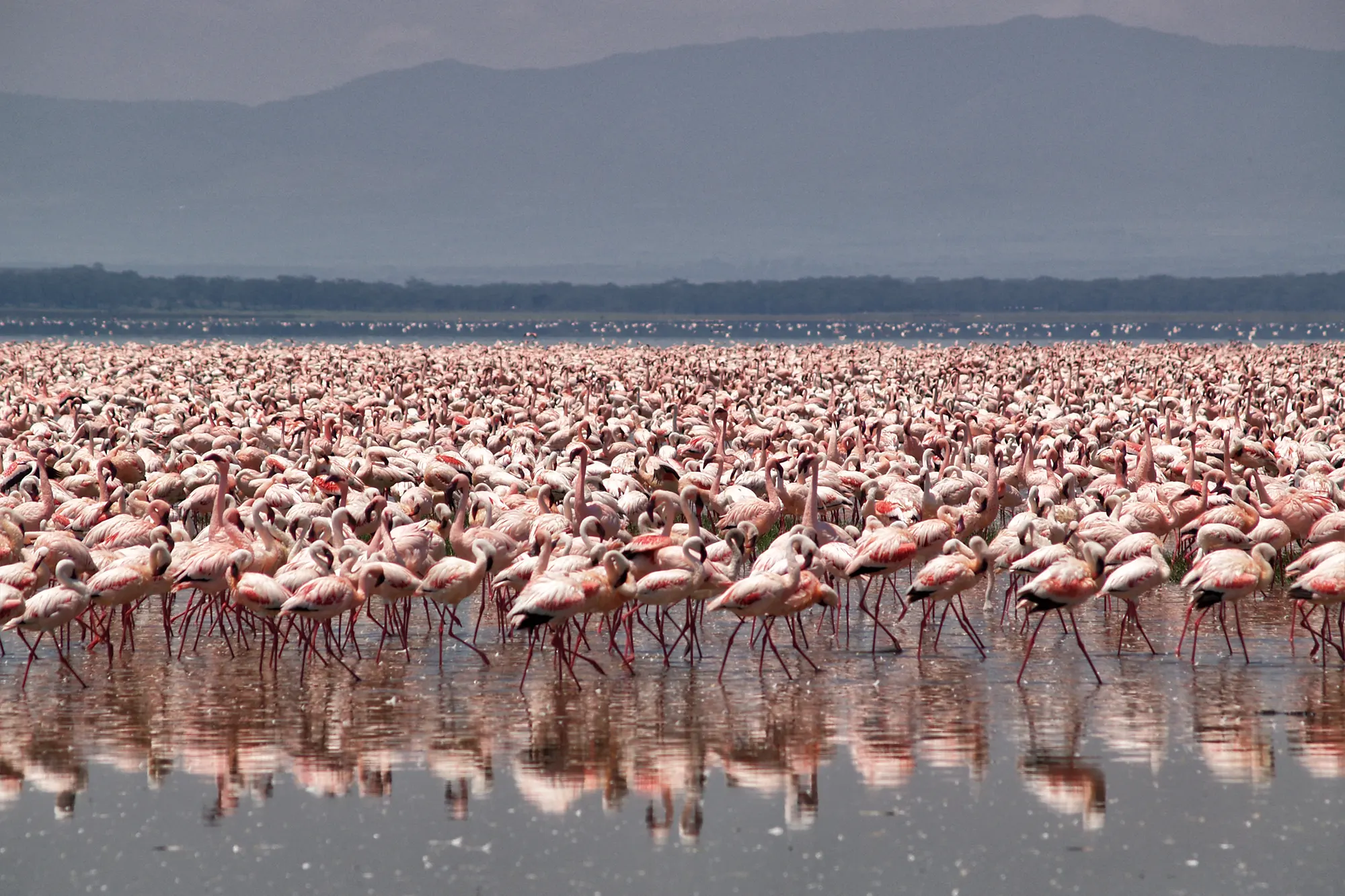 Lake Nakuru National Park