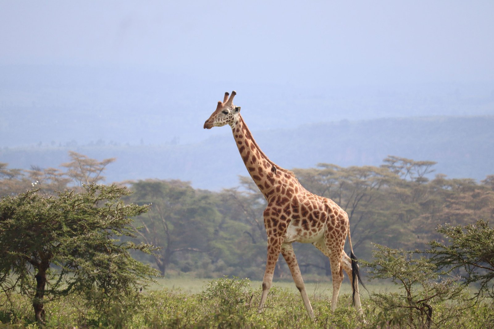 Nairobi National Park