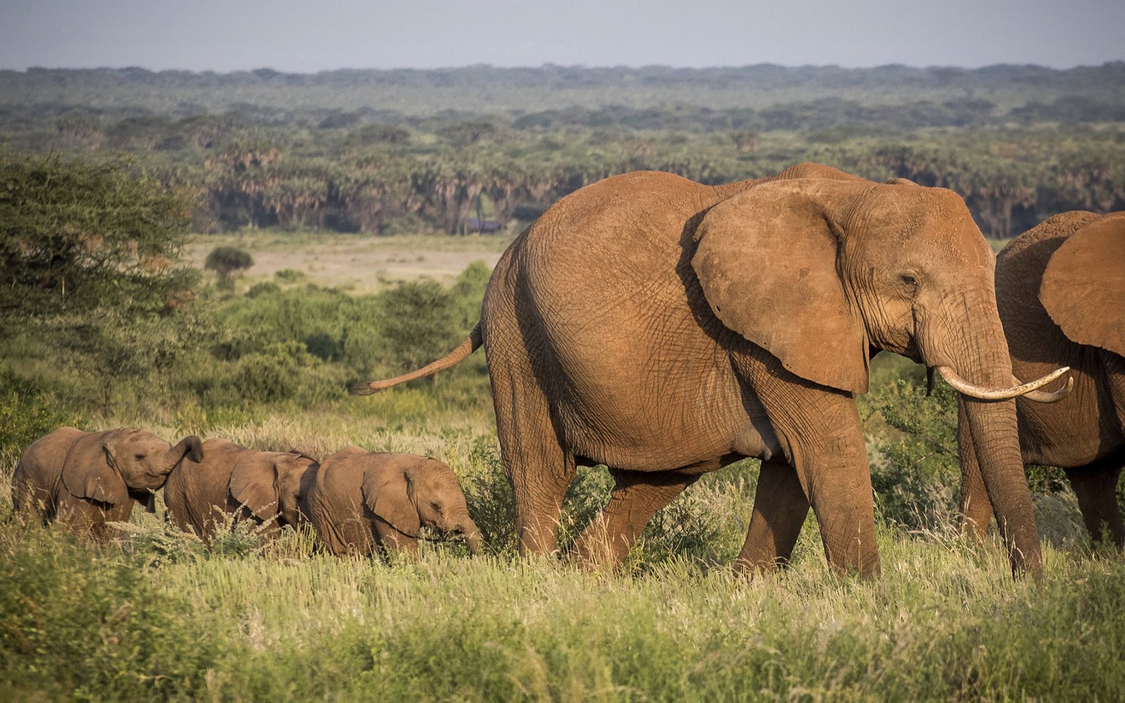 Samburu National Reserve