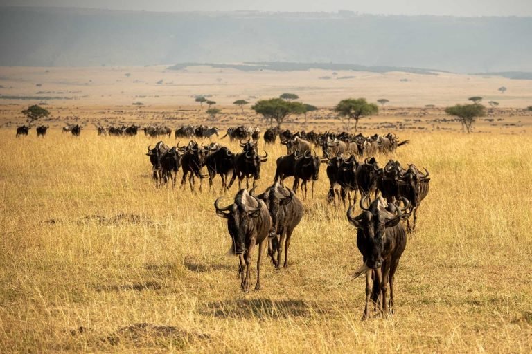 Wildebeest Sighting