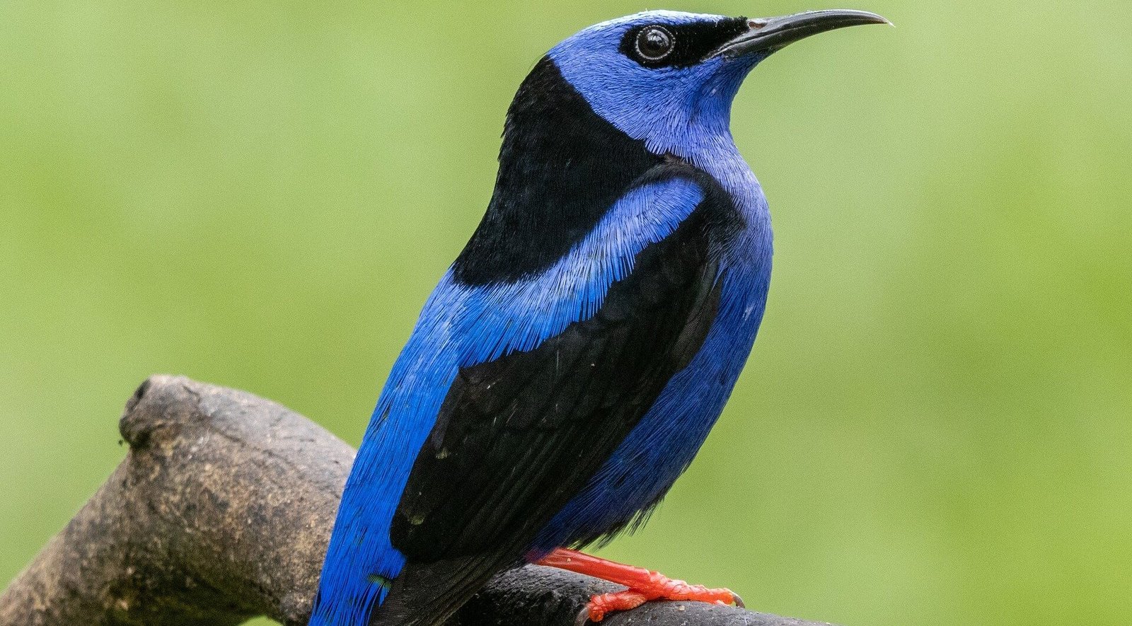 Kakamega Forest Reserve