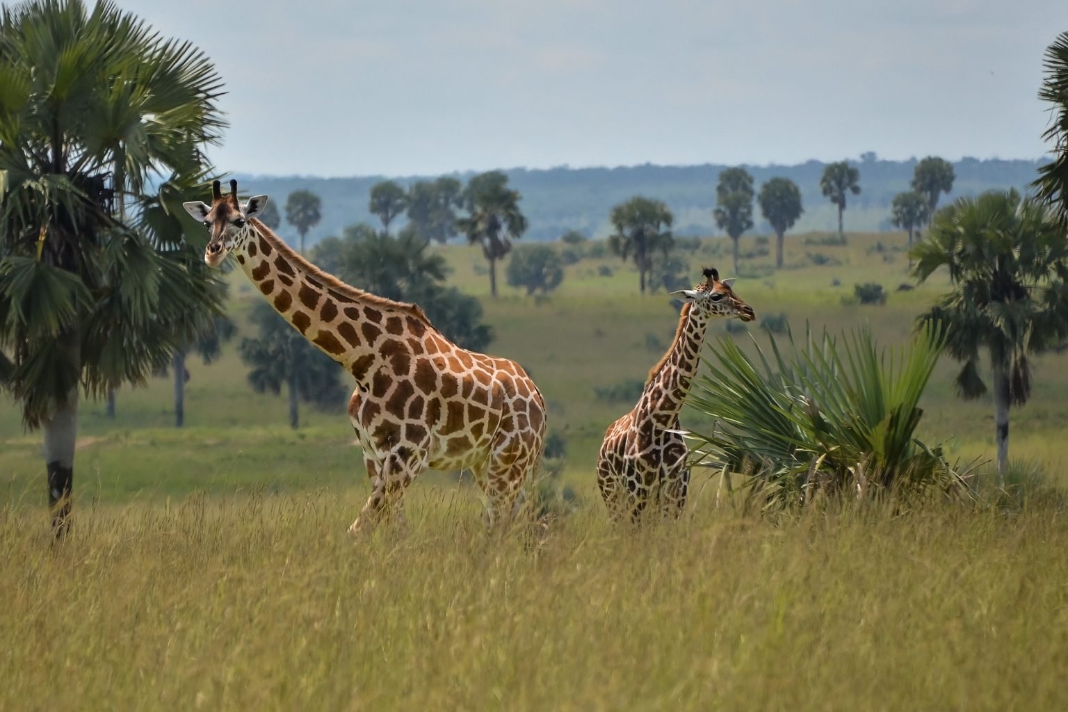 Murchison Falls National Park